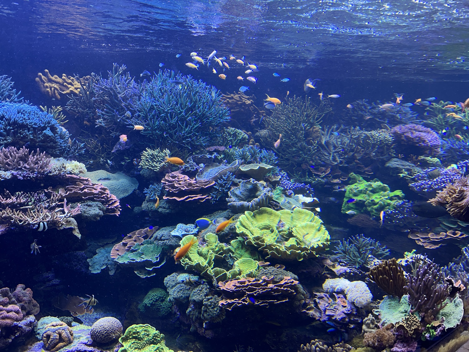 The 20,000 gallon corral tank, the centerpiece of the Long Island Aquarium. DAN STARK