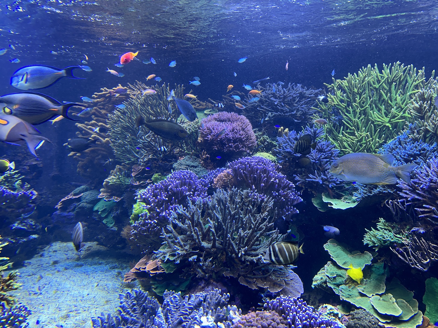 The 20,000 gallon corral tank, the centerpiece of the Long Island Aquarium. DAN STARK