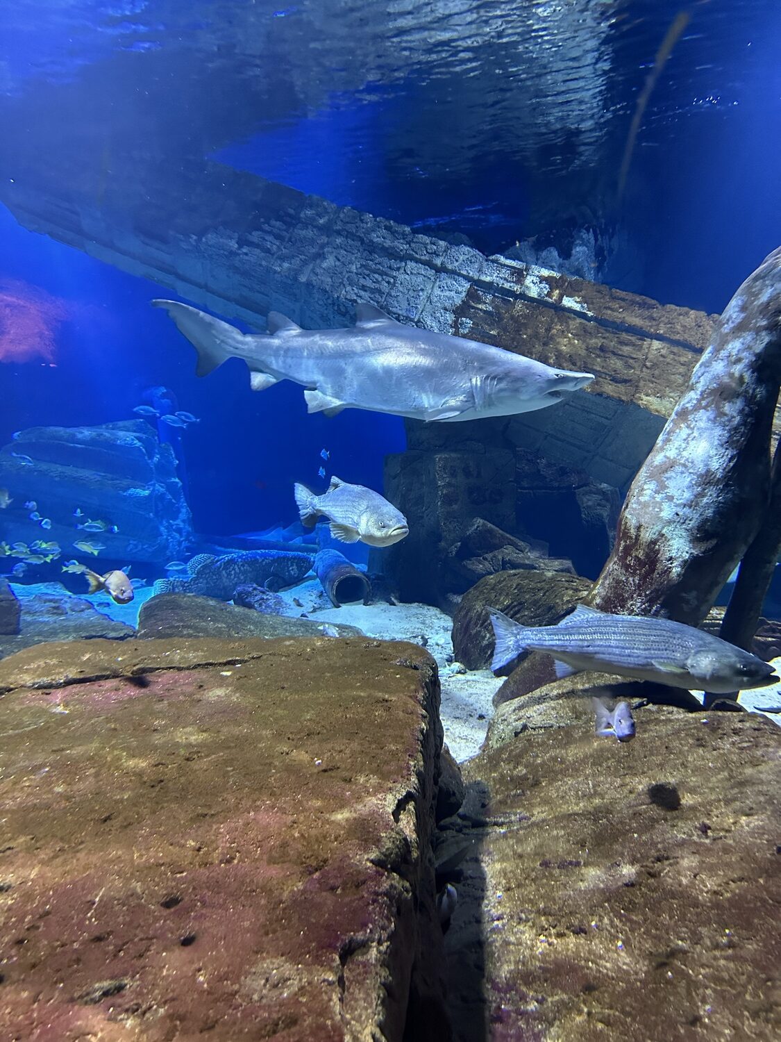 The shark tank at the Long Island Aquarium. DAN STARK