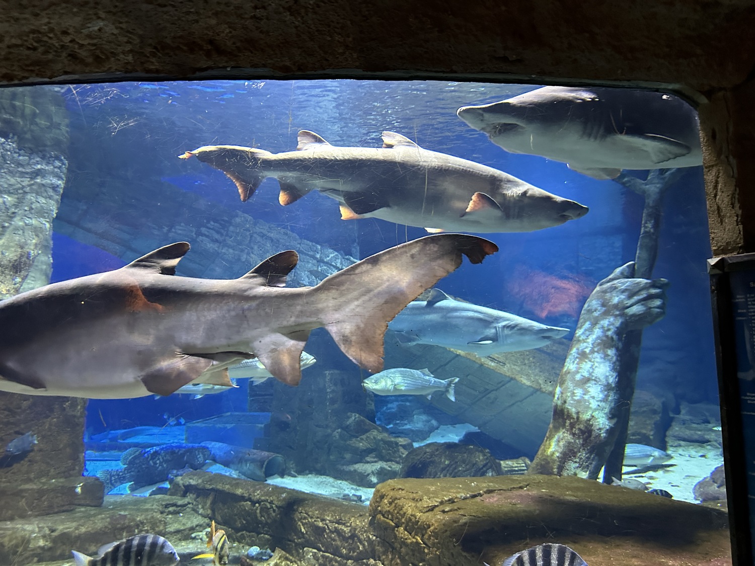 The shark exhibit at the Long Island Aquarium. DAN STARK