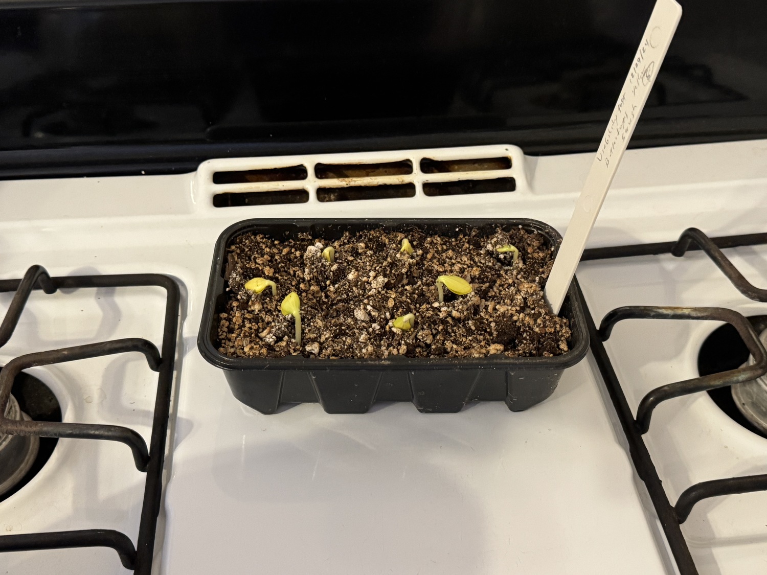 A successful germination test on the stove top. The results show that the summer squash seed from last year are still viable and ready for seeding in May. ANDREW MESSINGER