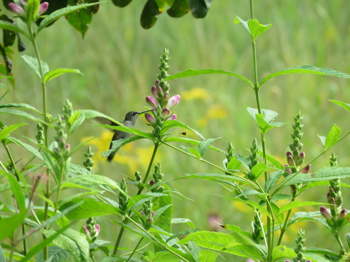 A hummingbird visits a flower at Flying Trillium Gardens & Preserve in Sullivan County. CAROLYN SUMMERS