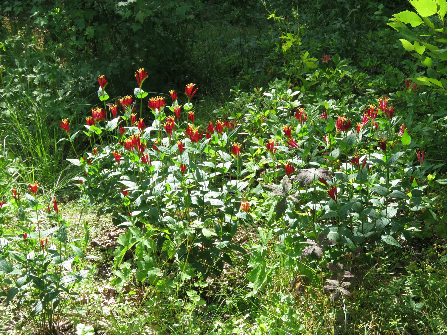 Flying Trillium Gardens & Preserve in Sullivan County.  CAROLYN SUMMERS