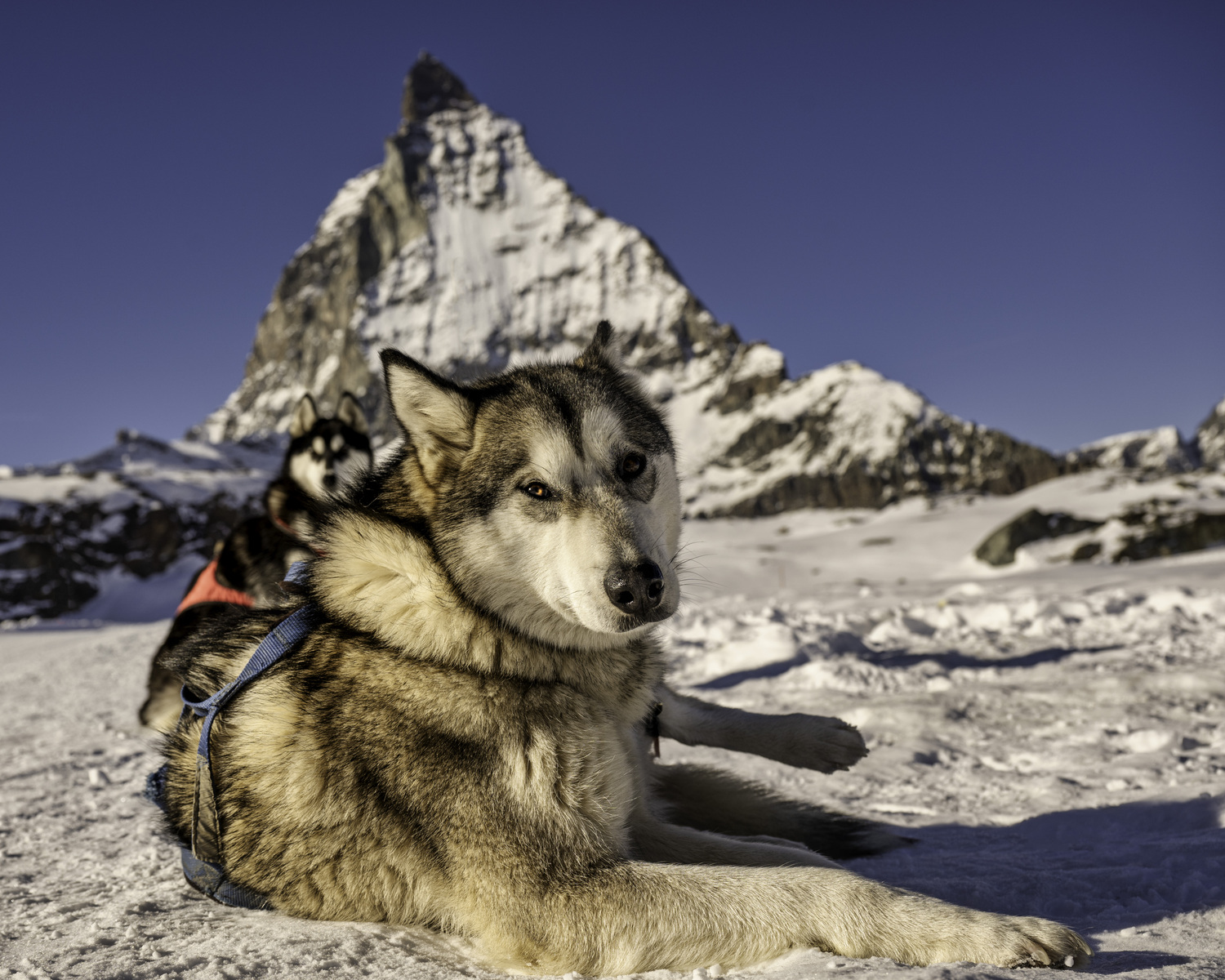 Huskies in front of the Matterhorn.   MARIANNE BARNETT