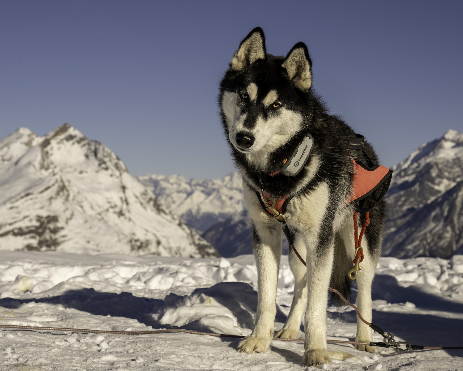 A friendly husky, part of a sledge dog team.  MARIANNE BARNETT