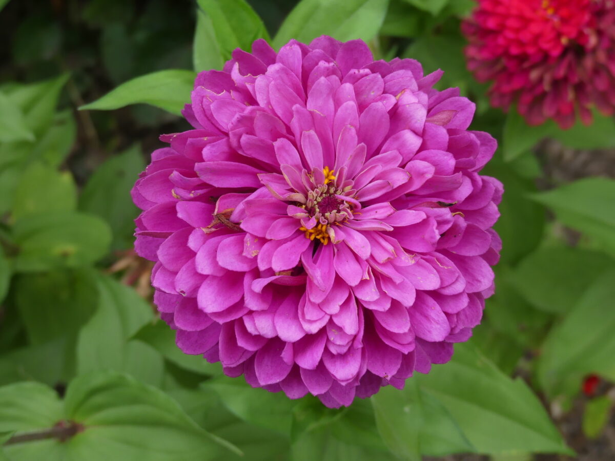 This is a triploid zinnia. Due to its genetics, it has multiple rows of petalsbut the flower is sterile and not a pollinator. It may attract butterflies due to its color but offers no food value, just a nice place to rest.   ANDREW MESSINGER