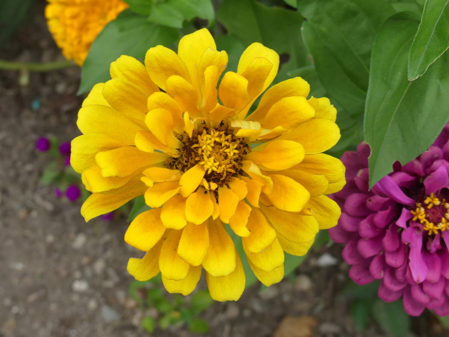 This a semi-double zinnia flower as opposed to a double or single. These are not pollen producers and won’t provide viable seeds. Some find them less garish than the double type flowers.