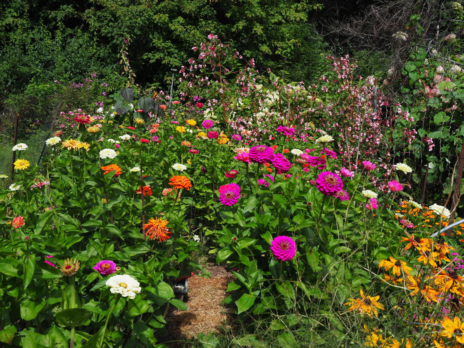 Rows of Zinnias from a cutting seed mix. These plants have stems 12 to 15 inches long, making them great for cuts, and the styles of flowers also make them an attractive mix. Trimming the stems at a younger stage would result in more flowers and a nice display but on short stems, which might rule them out for cuts.
ANDREW MESSINGER