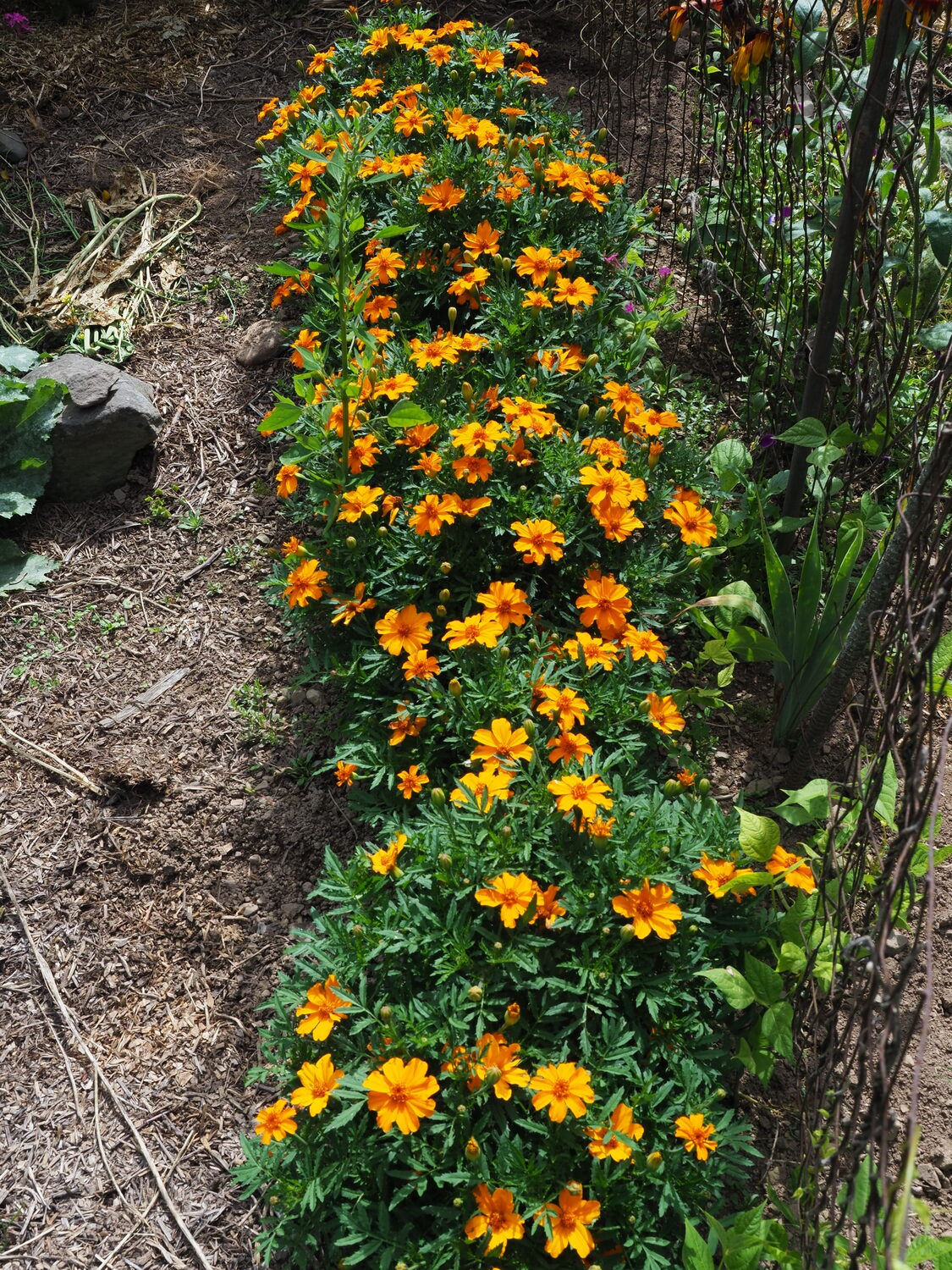 These single-flowering zinnias were planted in a vegetable garden to attract pollinators. The single flowers are pollen bearing whereas most of the double-flowered varieties may be pollenless.  ANDREW MESSINGER