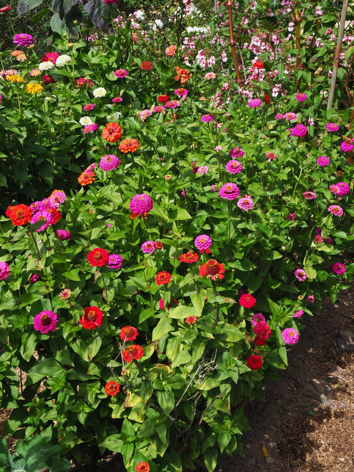 Zinnias set in rows in a cutting garden. There are seed mixes that produce a wide range of flower types white retaining tall stems that make them great for cuts.