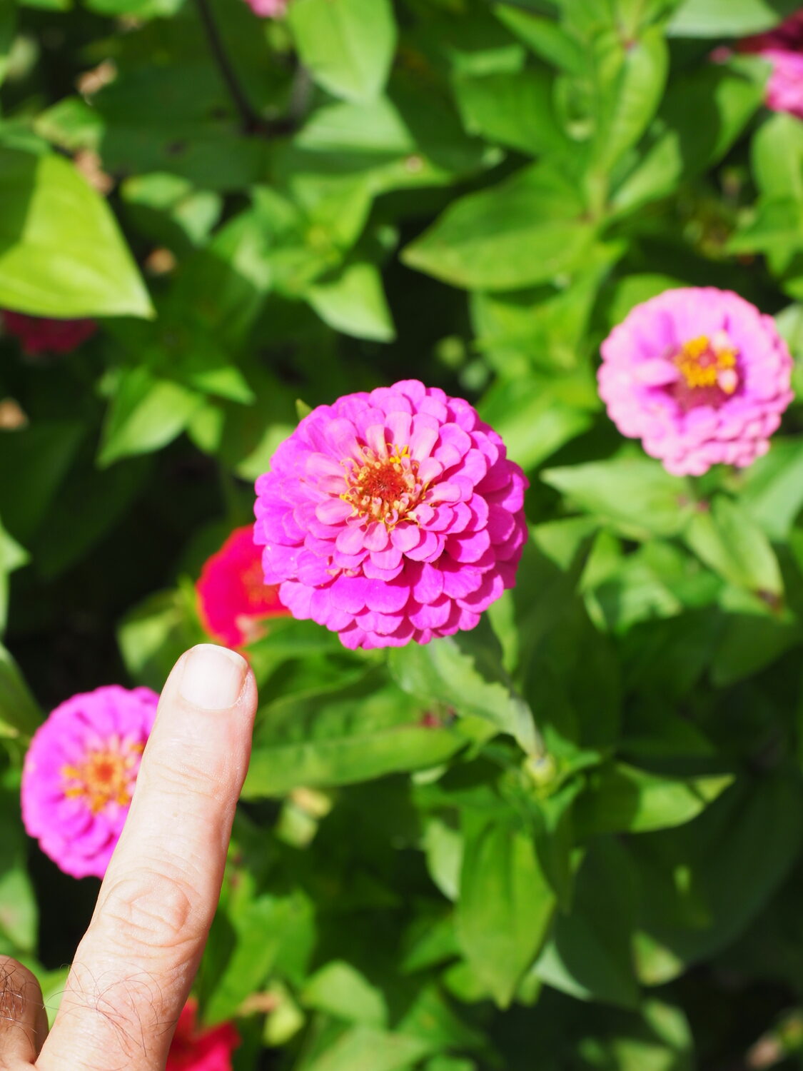 #190  
Not all zinnias are tall and large. This variety, probably Thumbelina, only grows to 6 or 8inches tall with inch-to-inch-and-a-half-wide flowers. Great for edging and the front of borders.
ANDREW MESSINGER