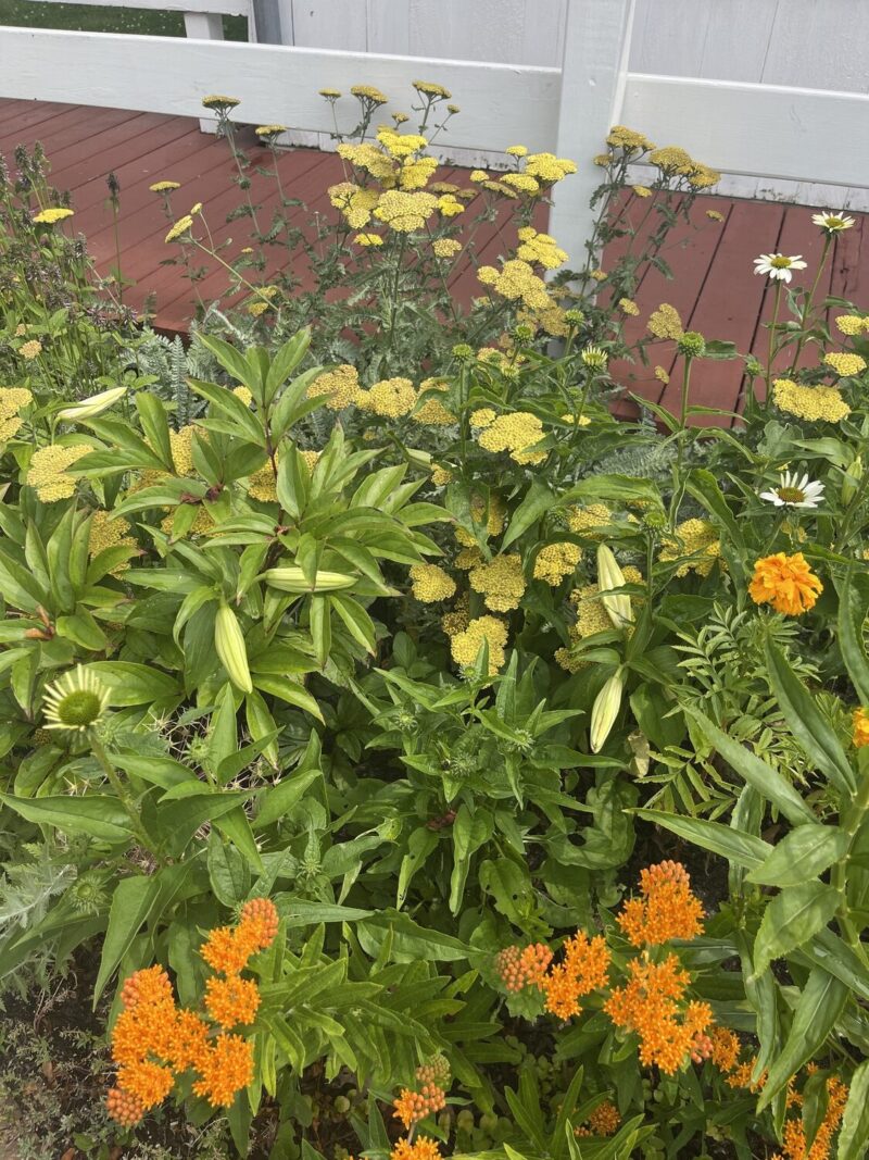 The pollinator garden at the Westhampton Historical Society, planted by the Westhampton Garden Club.  COURTESY WESTHAMPTON GARDEN CLUB