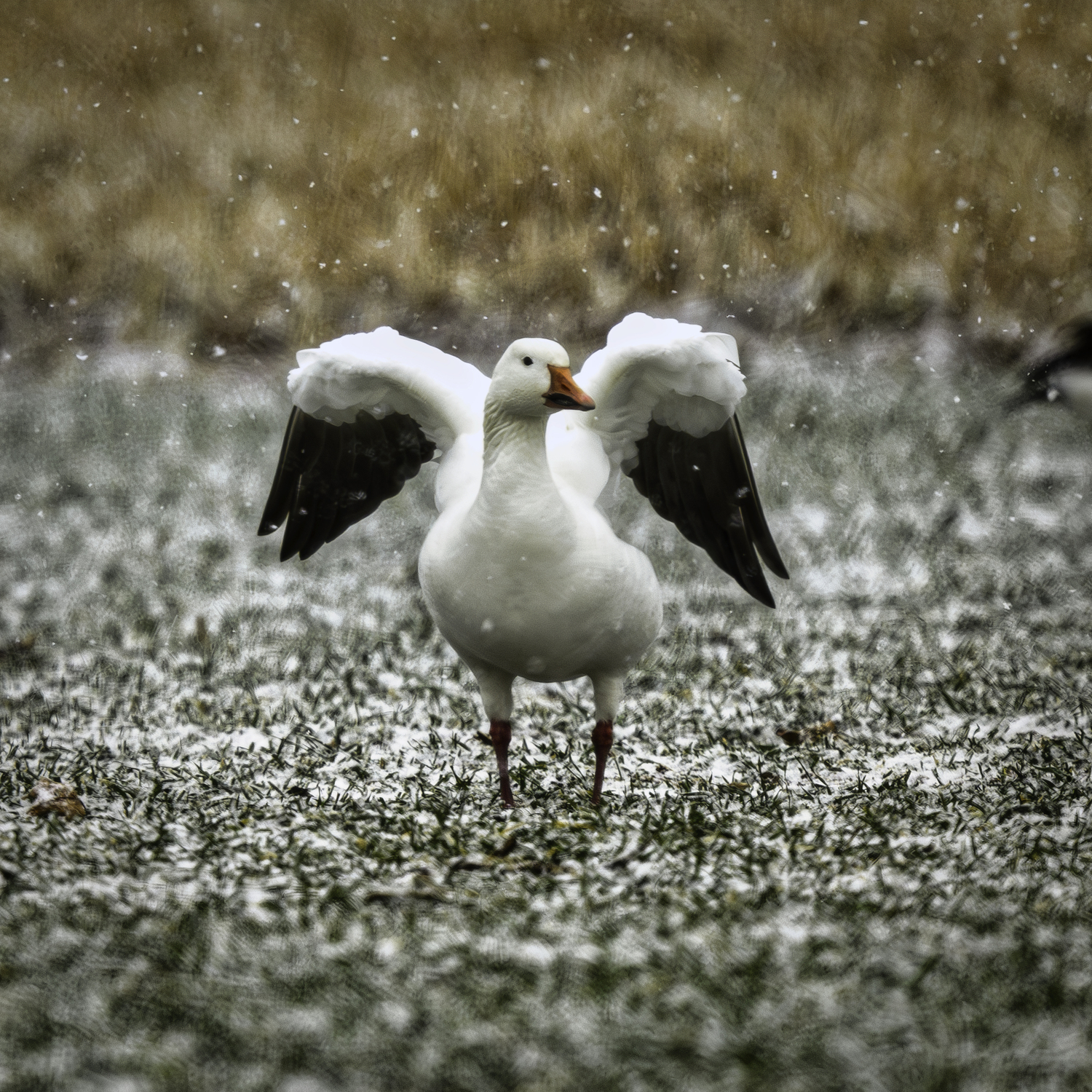 A snow goose tucking its wings.  MARIANNE BARNETT