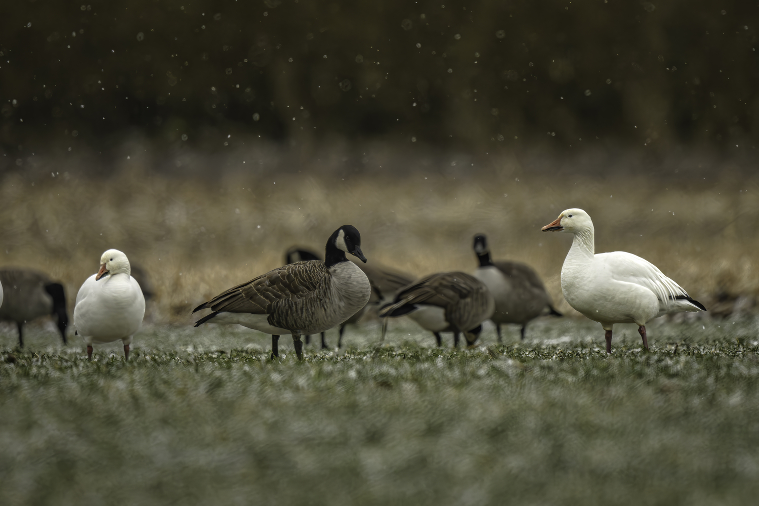 Snow geese among Canada geese.  MARIANNE BARNETT