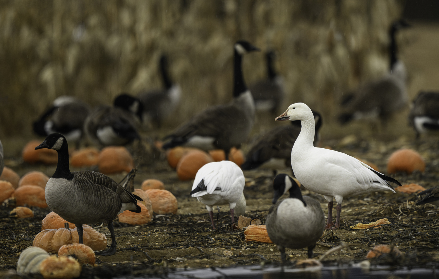 Geese foraging at Hank's Pumpkintown, Water Mill.   MARIANNE BARNETT