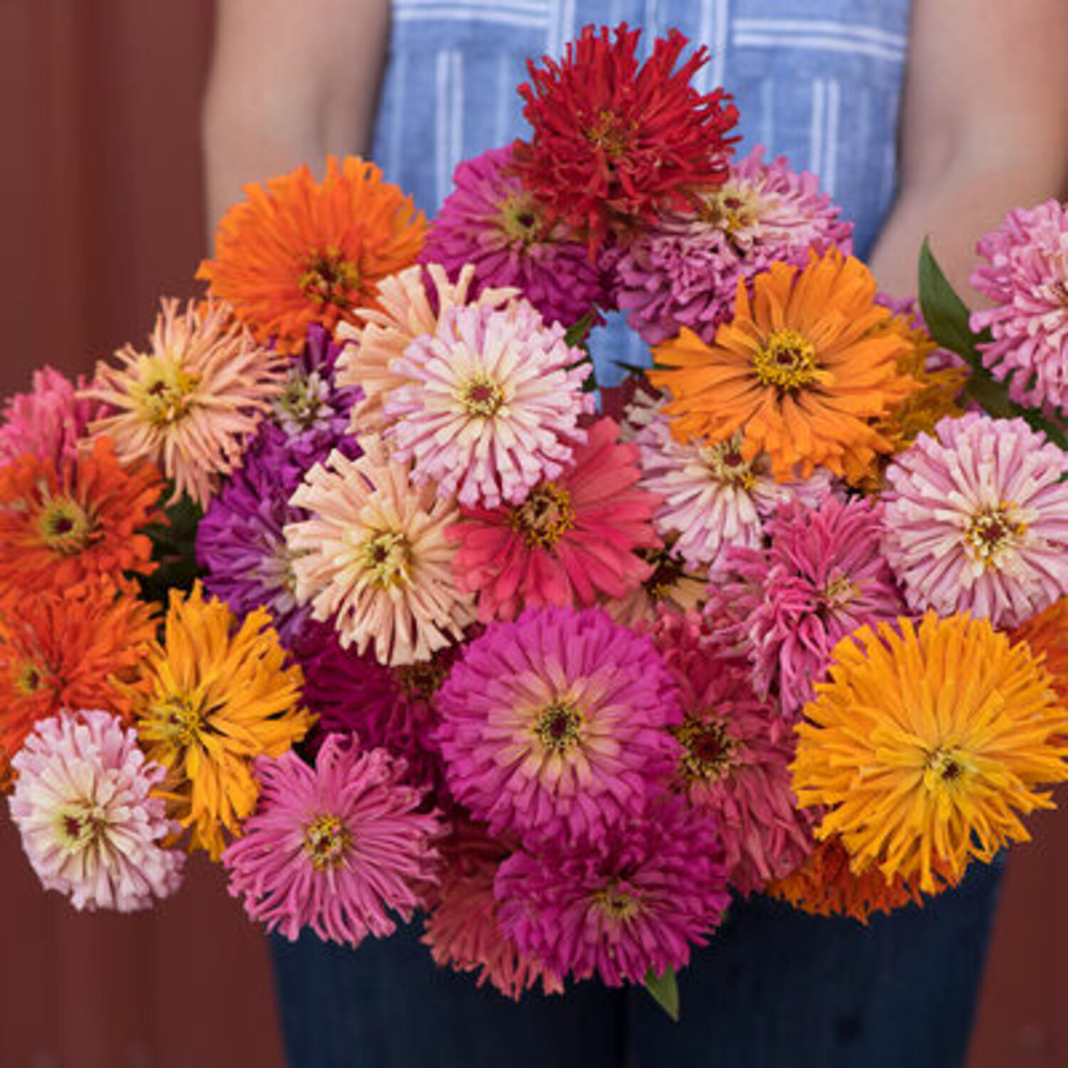 Johnny’s Cactus Flowered Mix of quilled petaled xinnias that make interesting cut flowers.
COURTESY JOHNNY'S SELECTED SEEDS