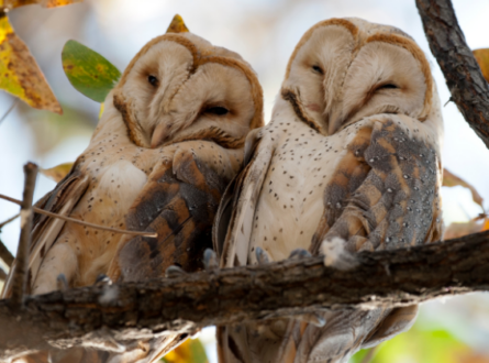 Those Wise Guys of LI… Owls!