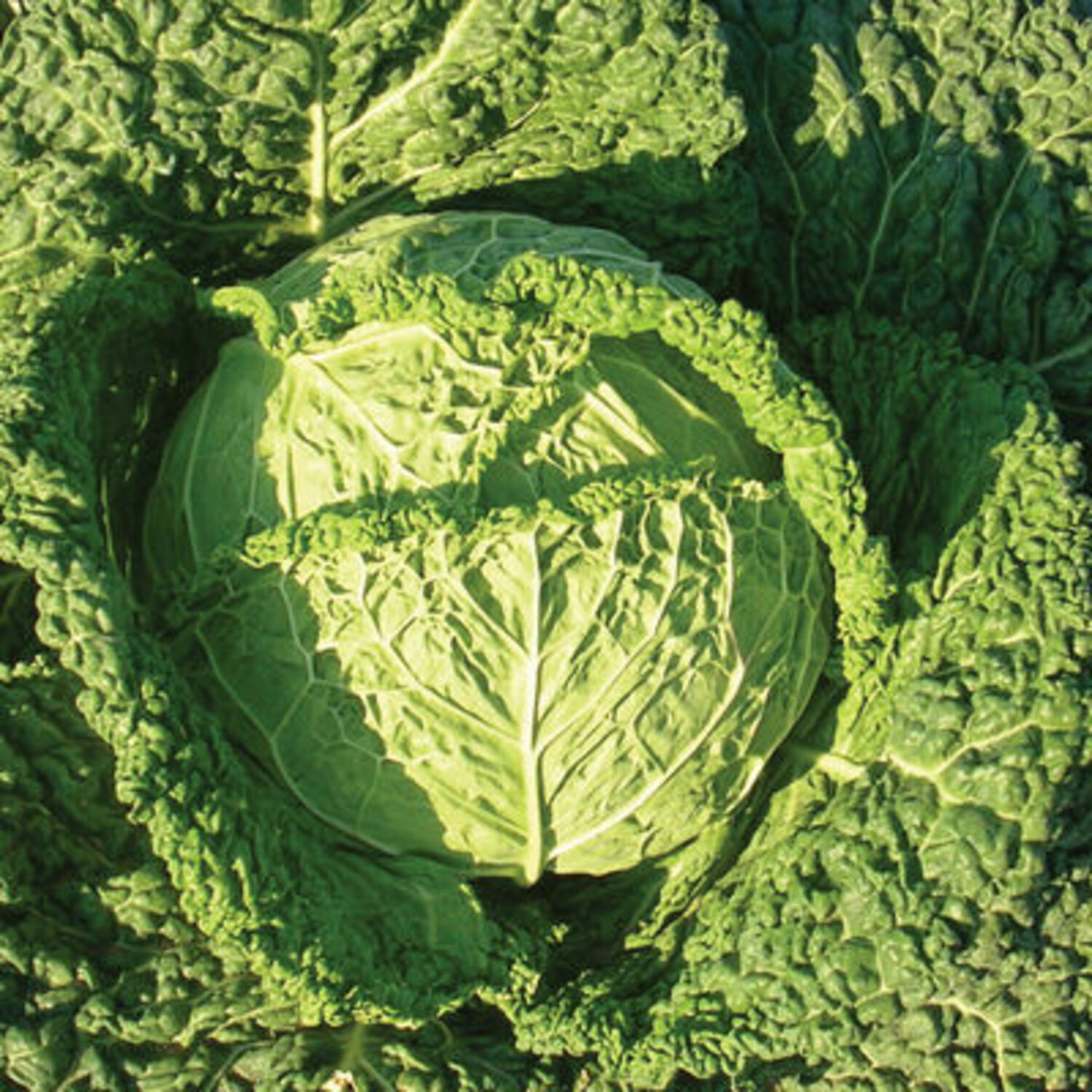 This is Famosa a midseason Savoy type with blue-green heads and a yellow interior.  Best used for cooking.  JOHNNY'S SELECTED SEEDS