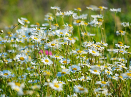 Wild Names of Wildflowers