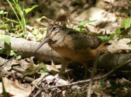 Searching for Woodcocks