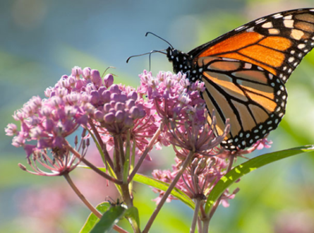 Beneficial Insects and Native Plants