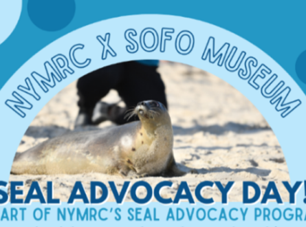 New York Marine Rescue Center Seal Advocacy Program Level II In-Field Training