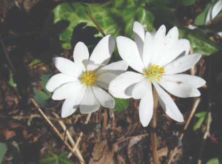 Spring Ephemerals – Early Color in the Garden