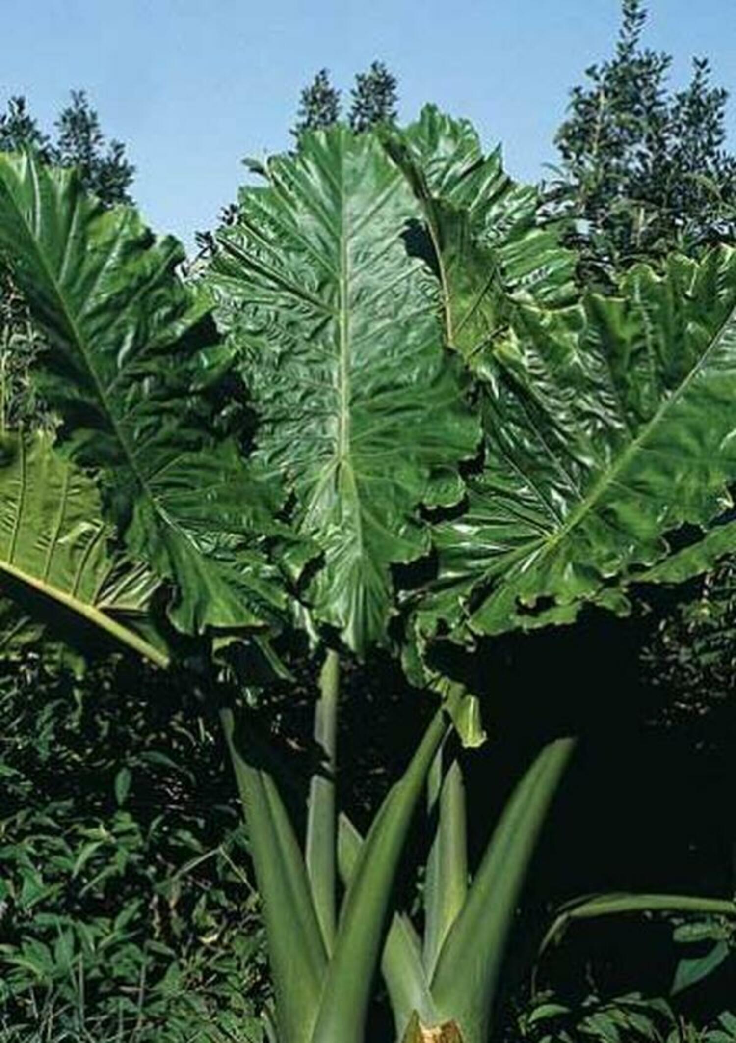 Alocasia 