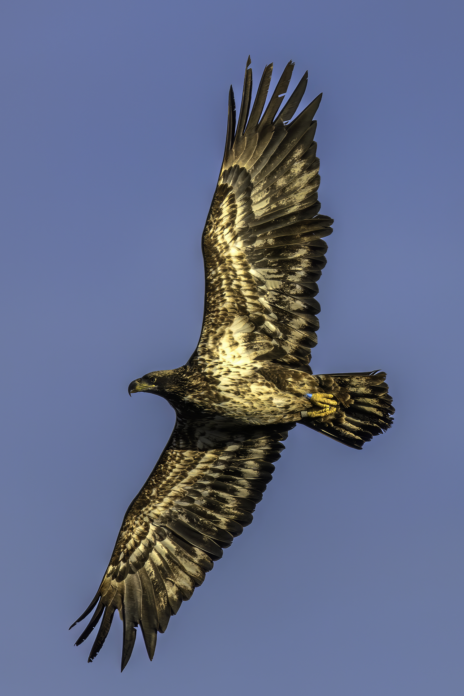 A banded subadult bald eagle that had been rescued and rehabilitated at the Evelyn Alexander Wildlife Rescue Center in Hampton Bays.   MARIANNE BARNETT