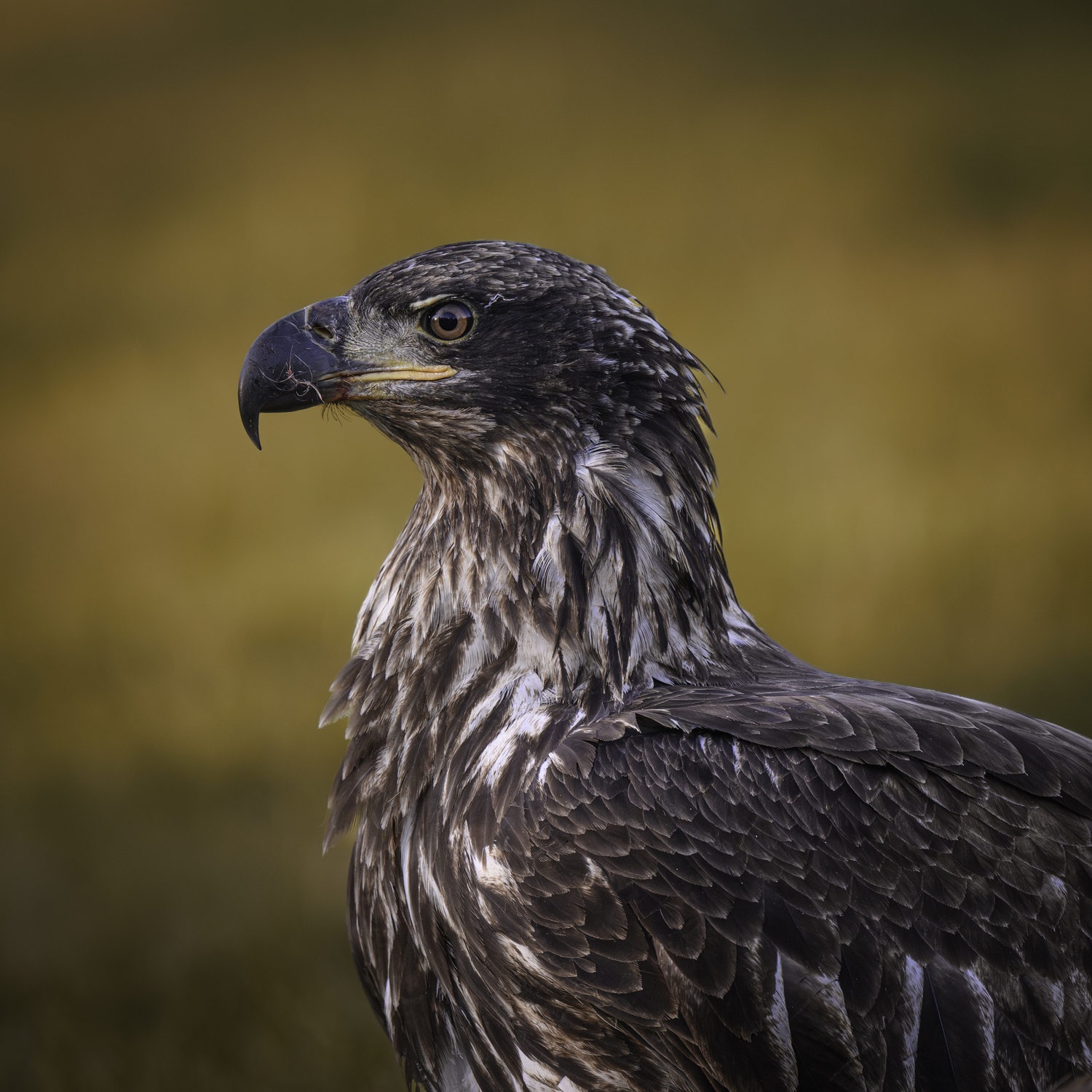 A closeup of a subadult in Southampton, 2024.  MARIANNE BARNETT