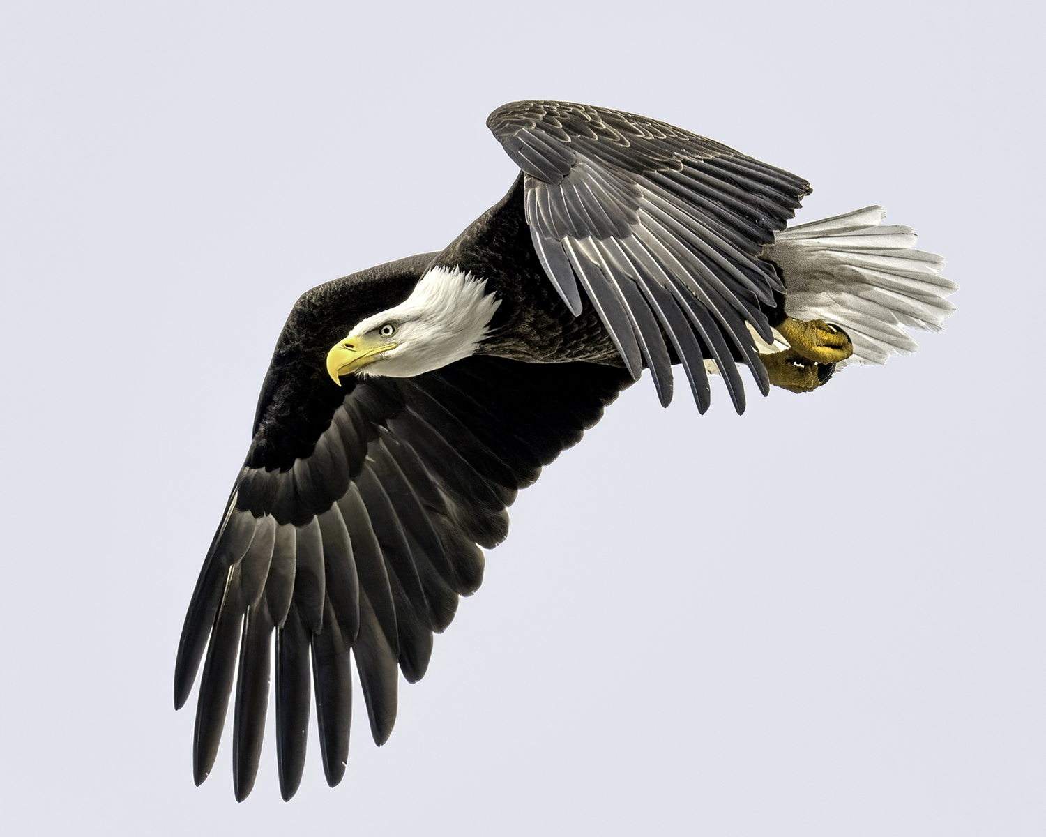 A bald eagle in flight.  MARIANNE BARNETT