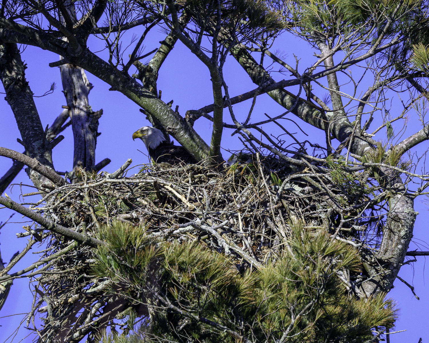 An eagle in a local nest.   MARIANNE BARNETT