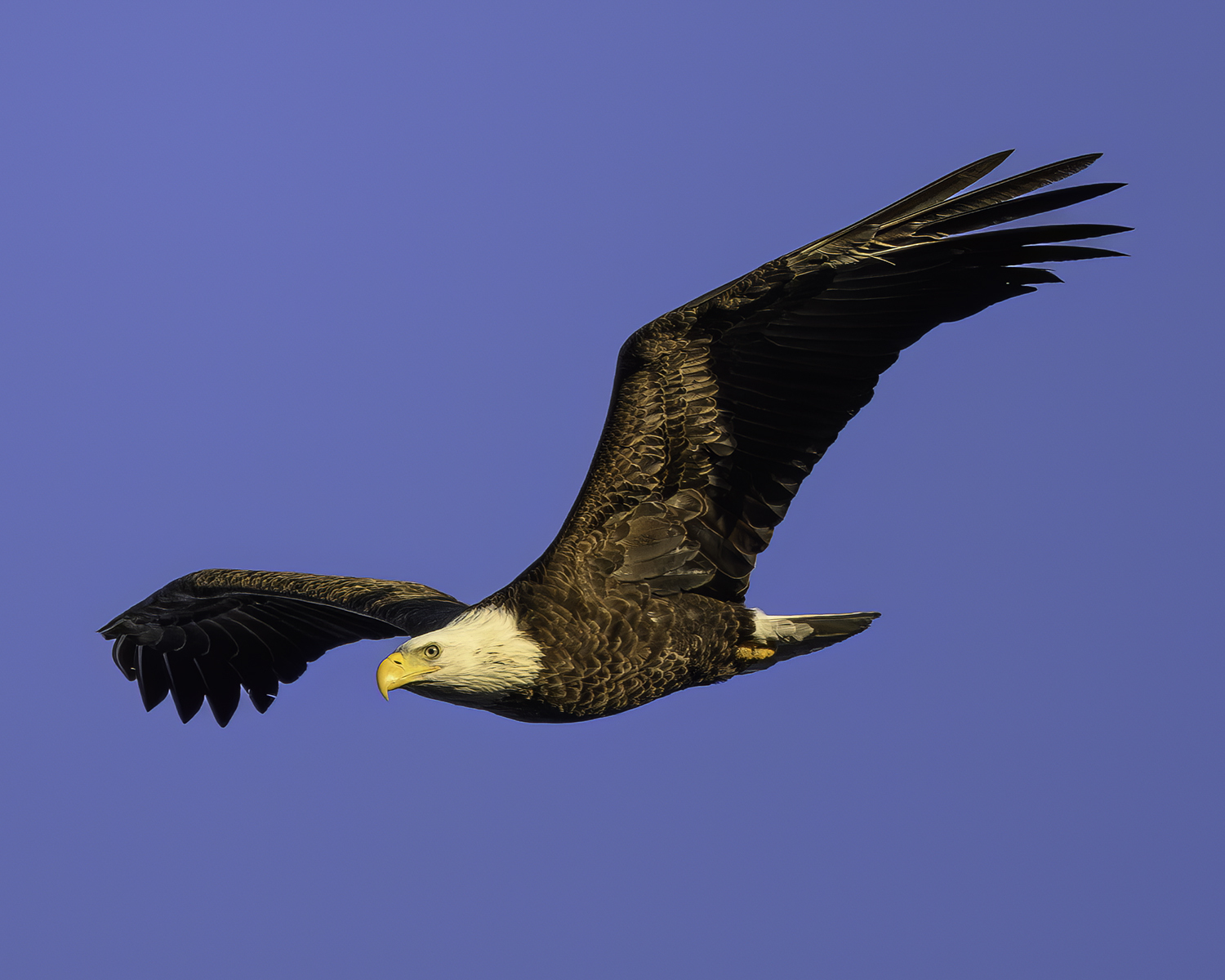 An adult bald eagle flying in the sky over Poxabogue.   MARIANNE BARNETT