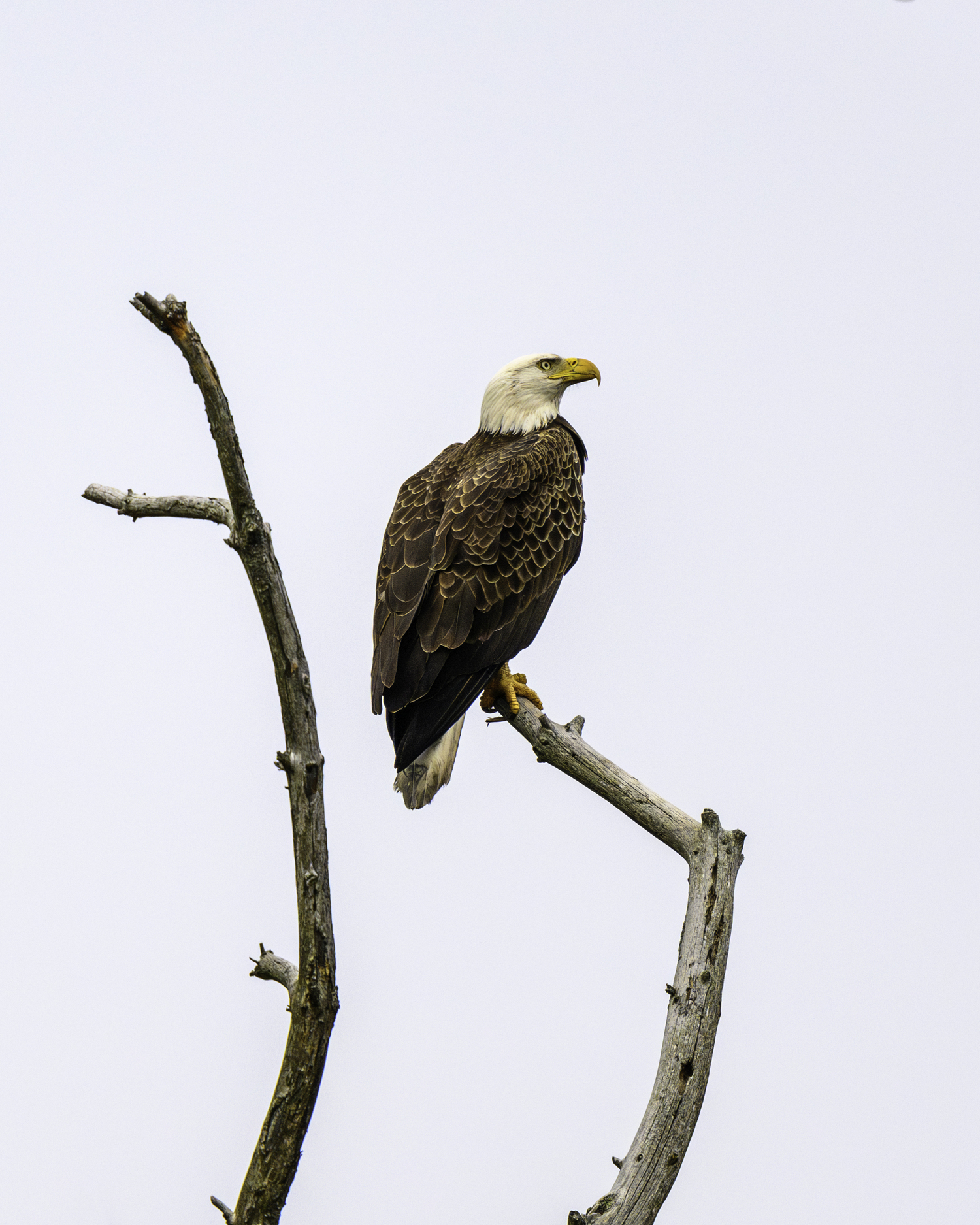 A bald eagle.   MARIANNE BARNETT