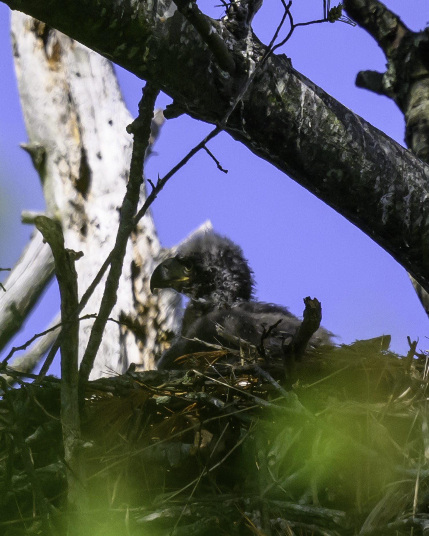 An eaglet observed on May 27, 2024, in a nest in Sag Harbor.   MARIANNE BARNETT