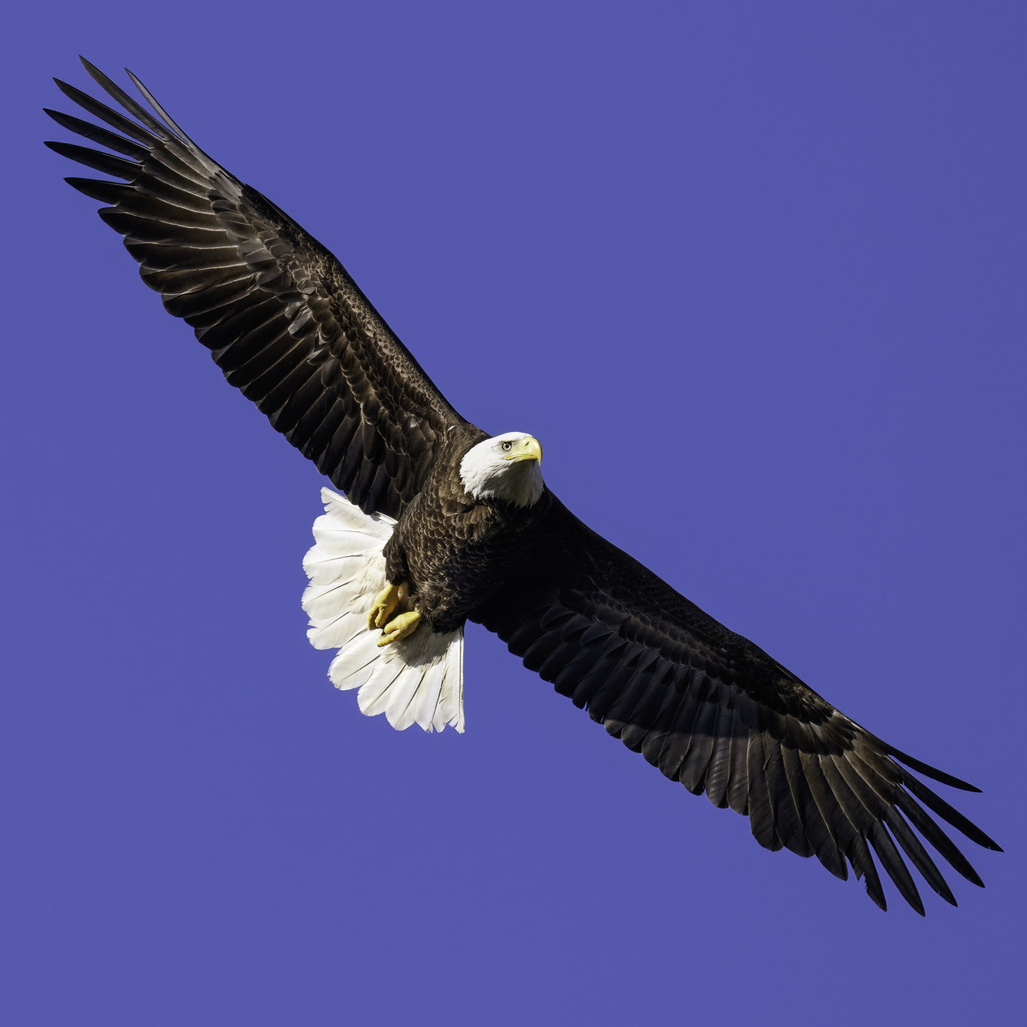 A female bald eagle in Sag Harbor.   MARIANNE BARNETT