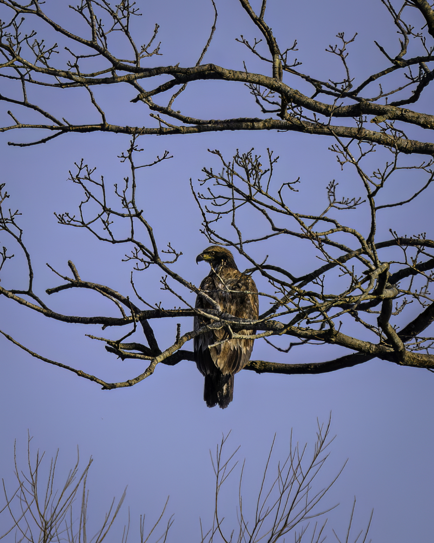 A juvenile bald eagle in Poxabogue County Park, 2024.   MARIANNE BARNETT