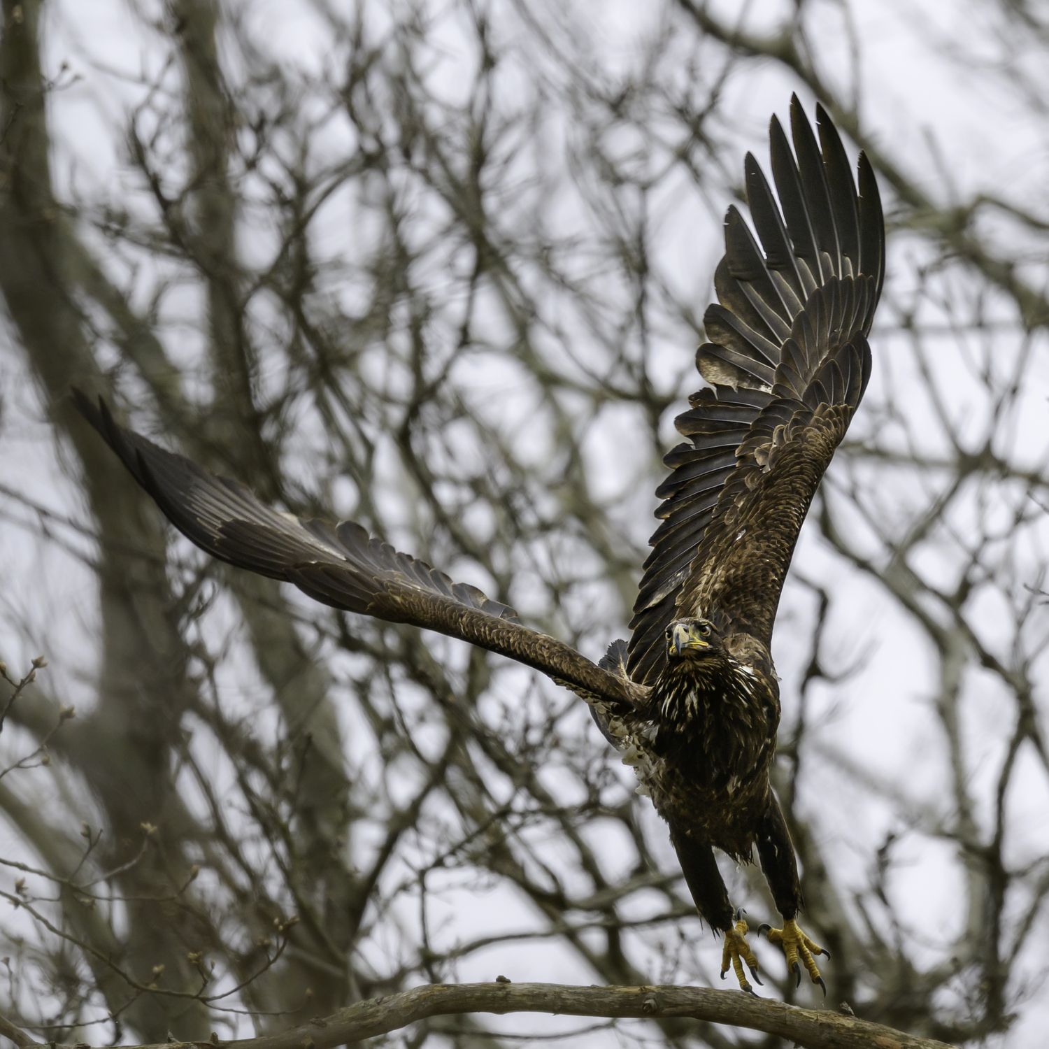 A juvenile eagle about 1 to 2-years-old in Bridgehampton, 2024.   MARIANNE BARNETT