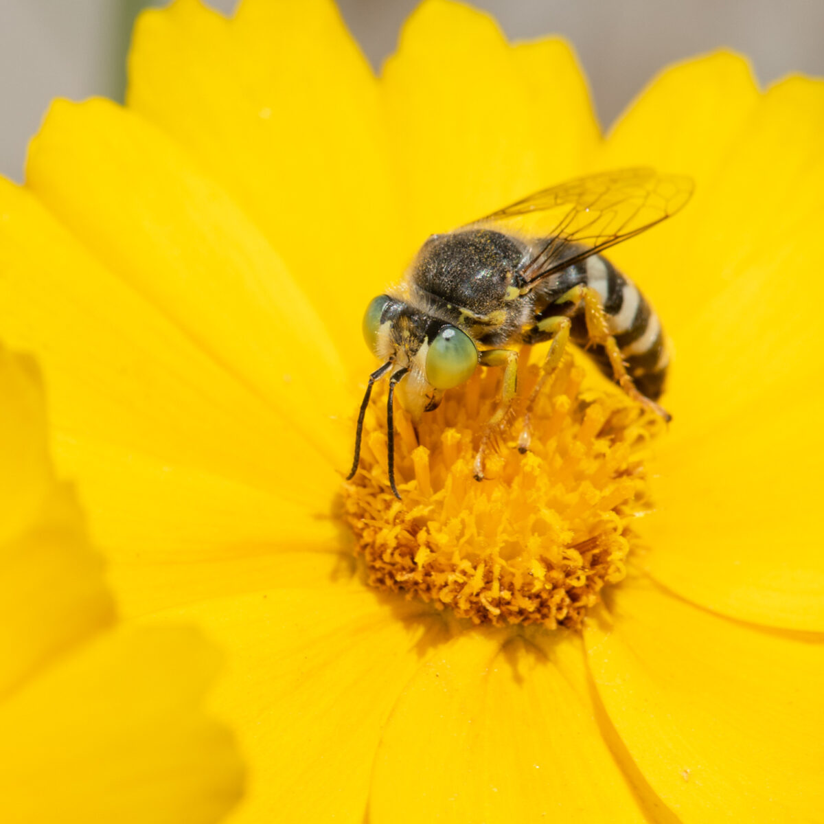 An American sand wasp, Bembix americana, male. HEATHER HOLM