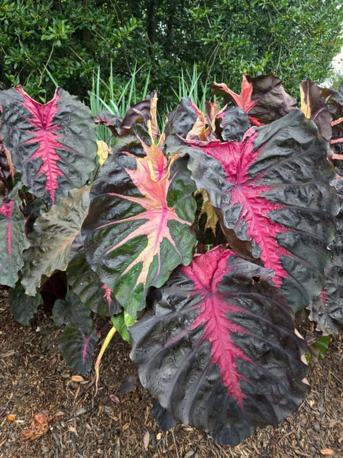 Colocasia 