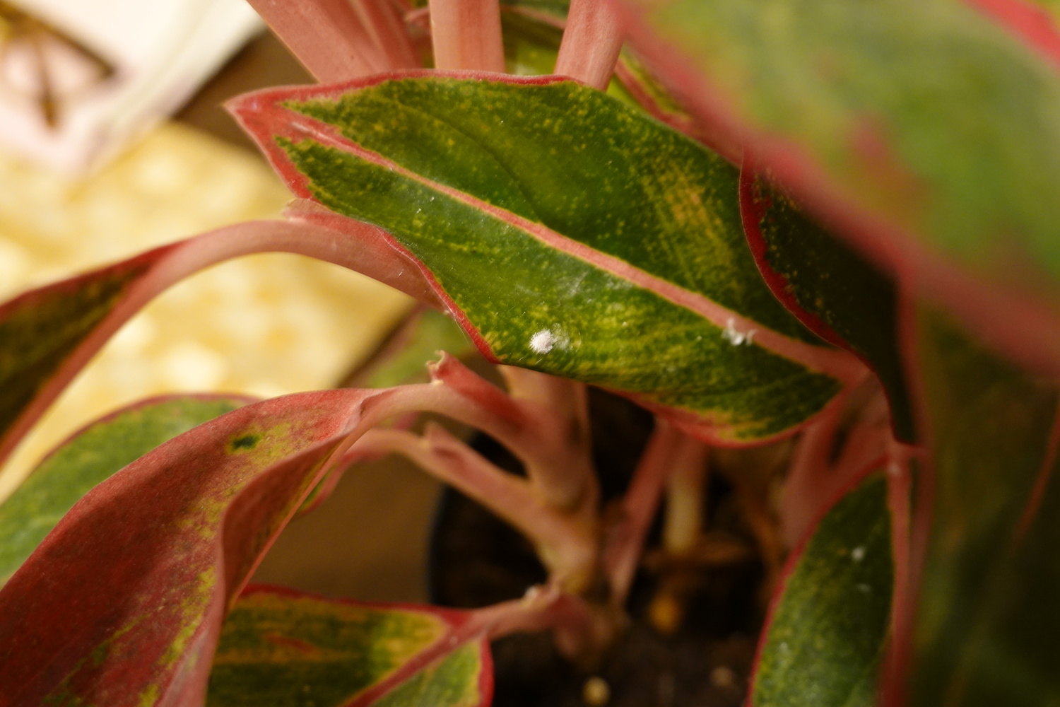 A mature mealybug on the leaf of an Aglaonema. Adults like this are immobile but young “crawlers,” which are brown and look like scale, can move about the plant spreading the infestation. Adults are easy to spot and easy to remove with alcohol-dipped cotton swabs.   ANDREW MESSINGER