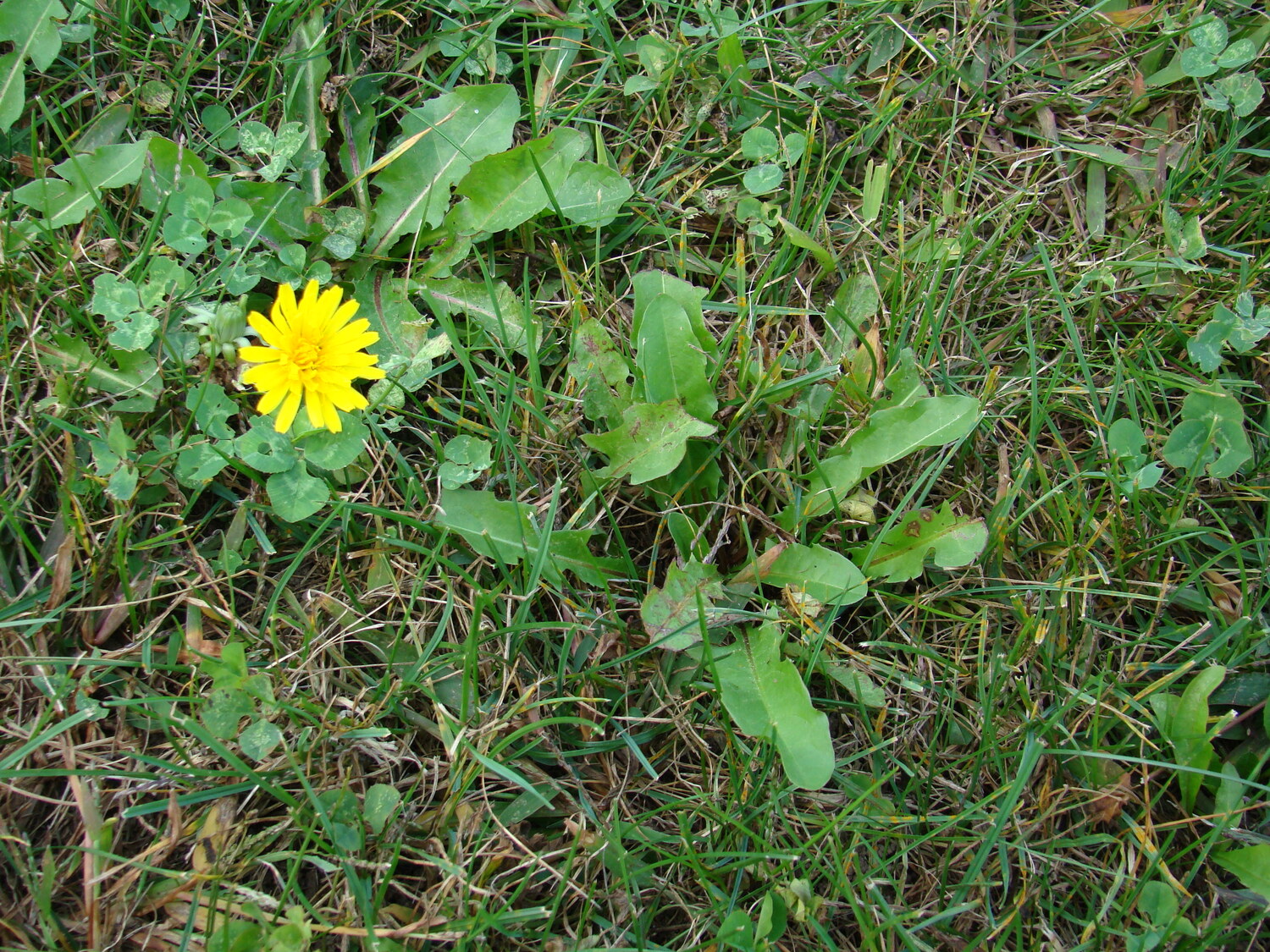 Promotional material for the herbicide Spruce makes it appear that it will kill dandelions.  While it may kill a seedling, a weed expert says it will not kill adult plants like this without repeated applications, and still then, only maybe.  ANDREW MESSINGER