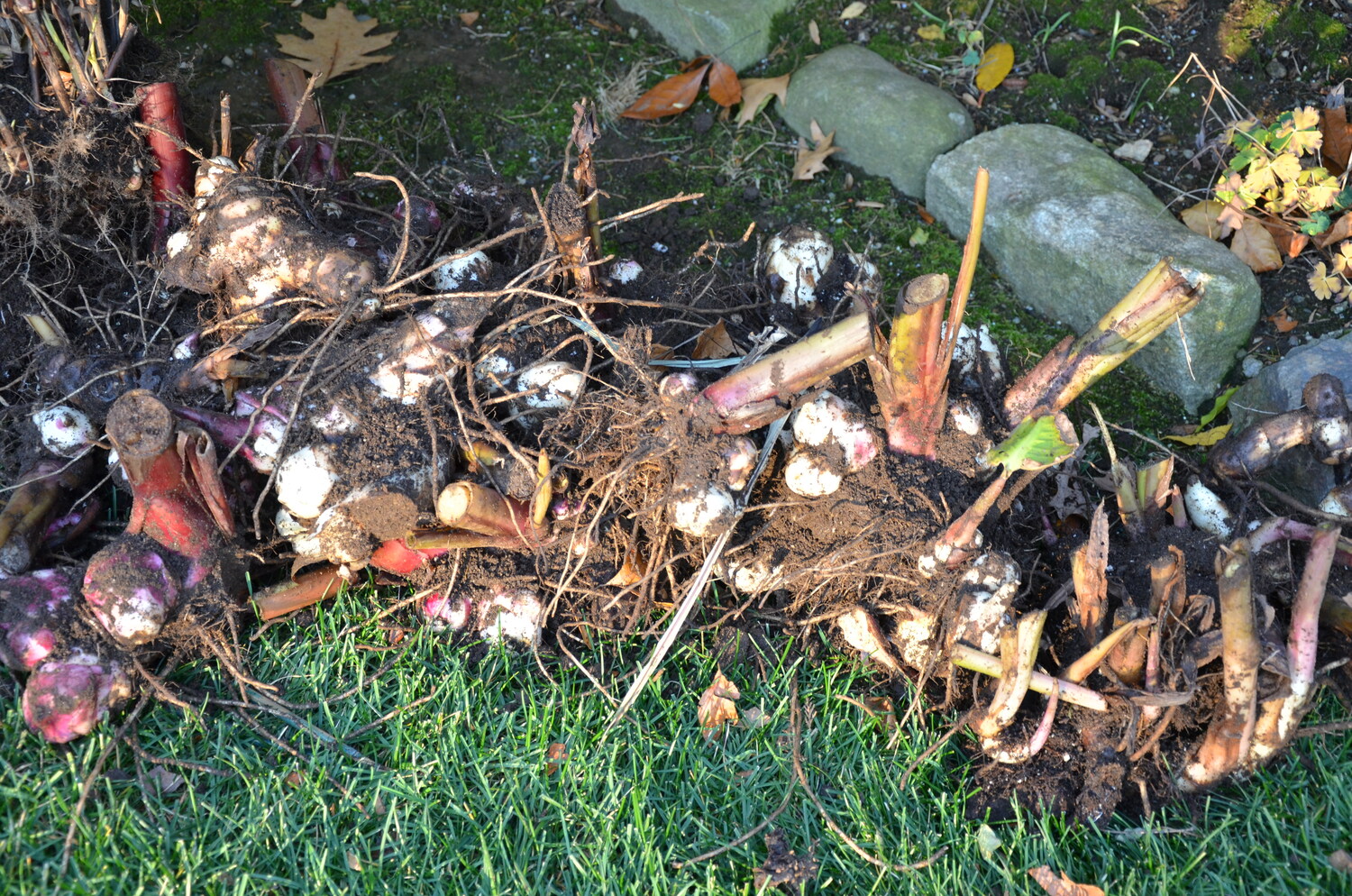 The results of an annual canna harvest.  The foliage and most of the stems have been removed and the tuber masses are being allowed to dry before packing for the winter. Each one of these tuber masses will yield at least two divisions for planting in the spring.  ANDREW MESSINGER