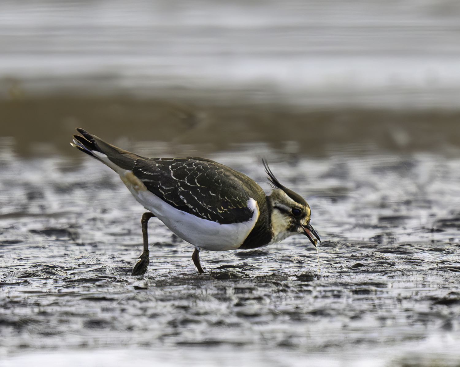 A Northern lapwing eating small invertebrate at Sagaponack Pond.   MARIANNE BARNETT