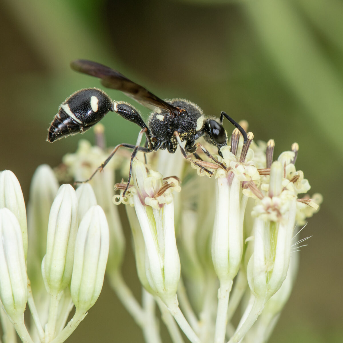 A potter wasp of the species Eumenes fraternus. HEATHER HOLM