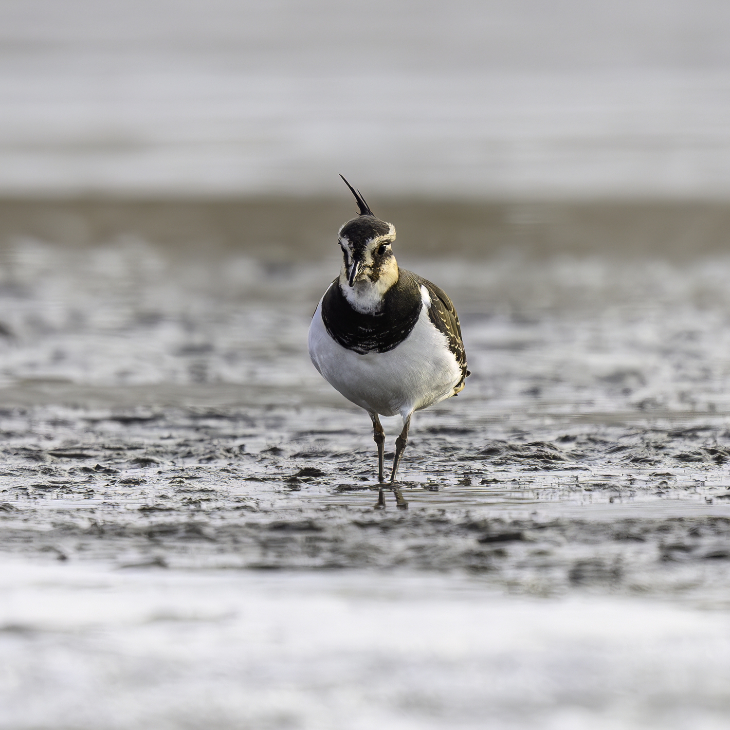 A Northern lapwing at Sagaponack Pond.   MARIANNE BARNETT