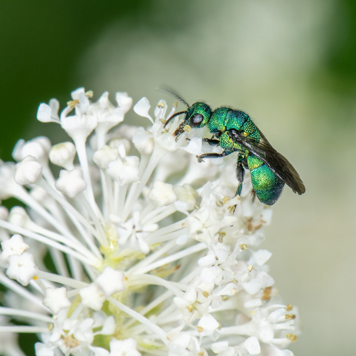 A member of the cuckoo wasp family, this wasp belongs to the Hedychrum genus.  HEATHER HOLM