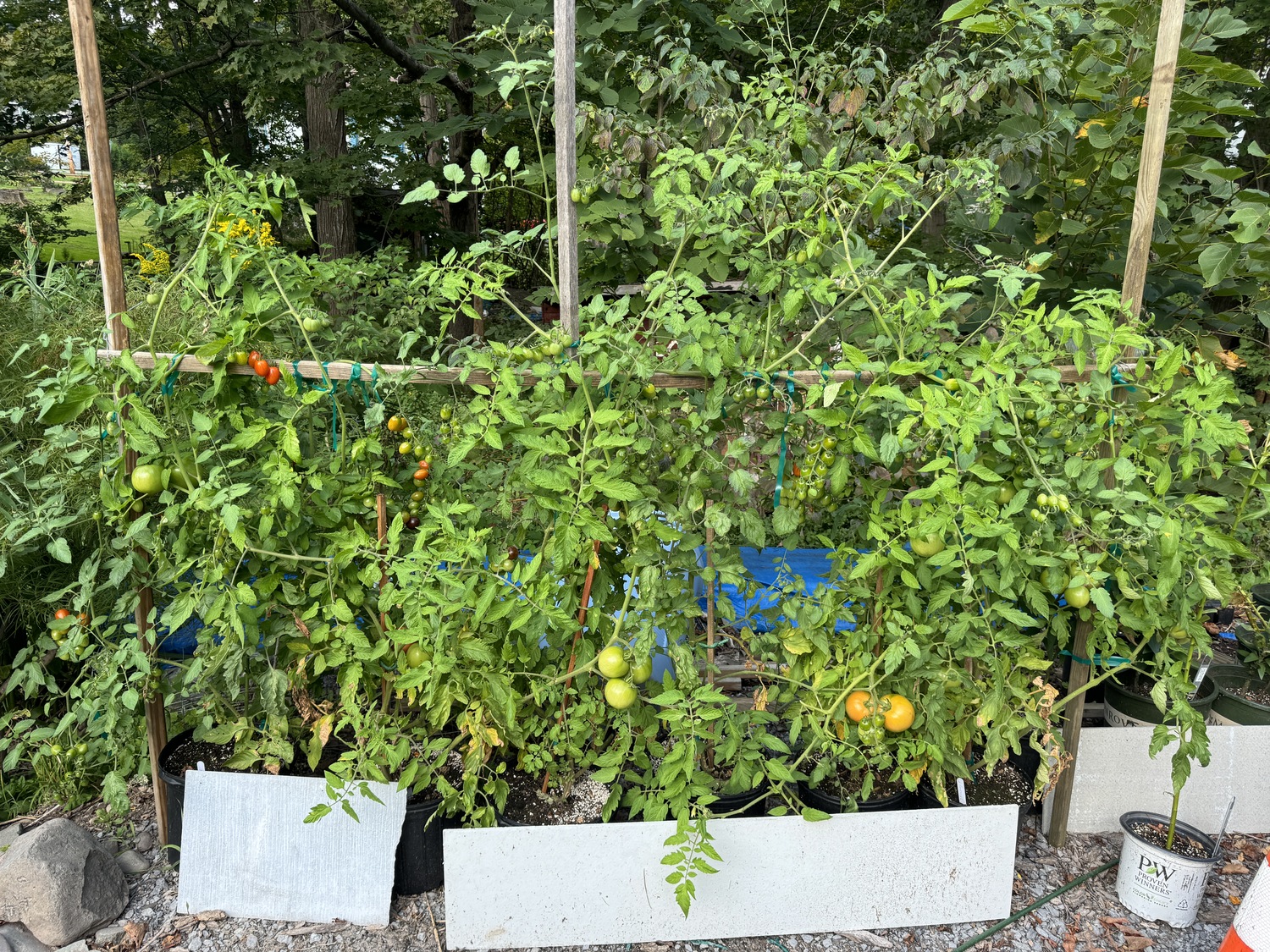 The entire “operation” on display in late August. In all it took up only about 12 square feet and produced over 40 pounds of fruits.   ANDREW MESSINGER