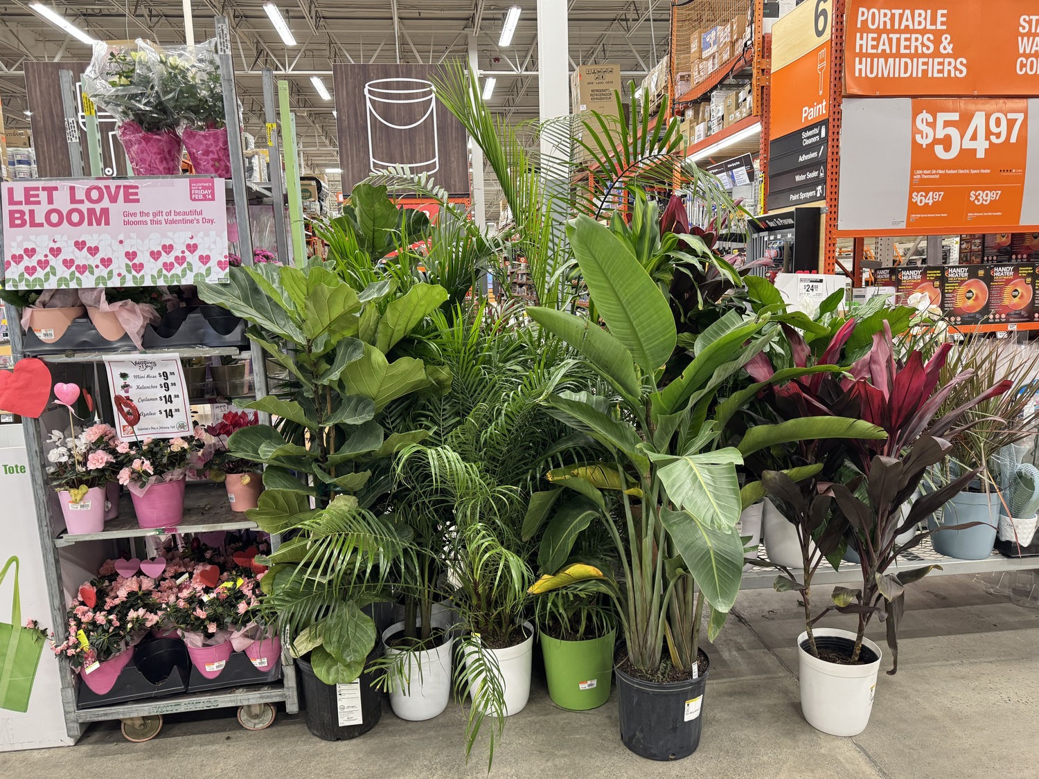 Mass marketers rely on fast turnovers of their houseplant offerings. They pay little attention to insects like mealybugs that may have hitched a ride from the grower.  When buying from these retailers, isolate your plants until you are certain they are “clean,” and never allow them to come into contact with each other.    ANDREW MESSINGER