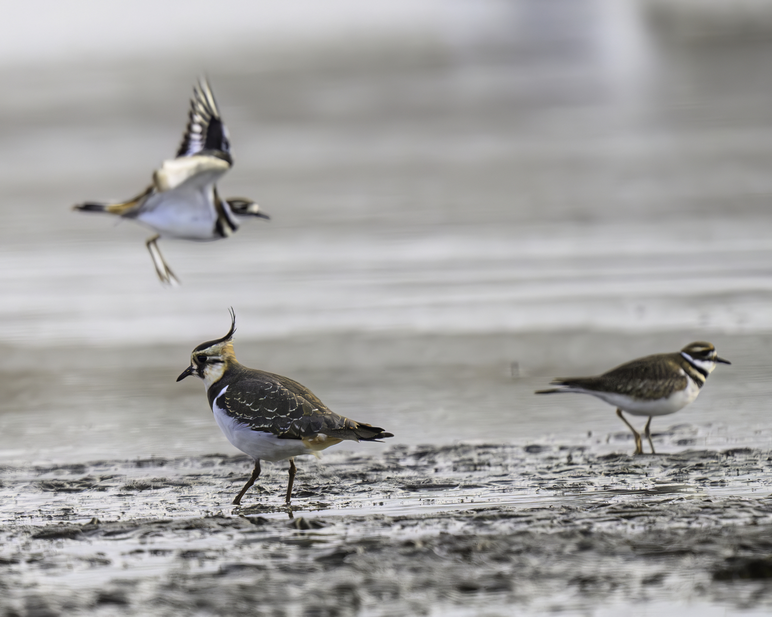 A Northern lapwing with a similar-looking killdeer at Sagaponack Pond.   MARIANNE BARNETT